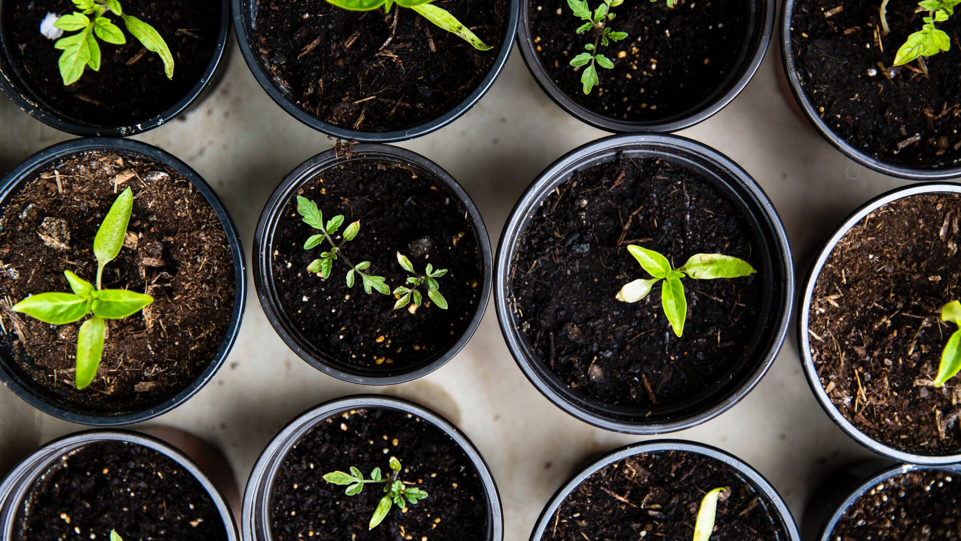 Plastic pots for plant growth